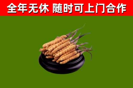林甸烟酒回收冬虫夏草.jpg